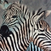 Zebras Crossing (mixed media) © Sally Cox 2014