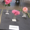 02 Floribunda rose