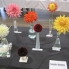 04 single dahlias
