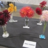 05 three dahlias