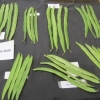 09 four runner beans