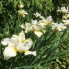 More Irises