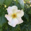 Lovely white Rose
