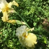 Yellow Irises