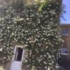 White climbing rose