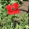 Lovely red poppy
