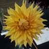 Margaret's Dahlia
