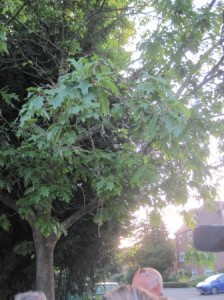 Giant leafed Oak in Lady Place car park