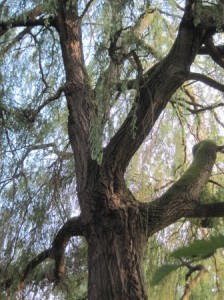 Enormous Weeping Willow opposite Library