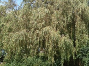 Enormous weeping willow - not fully grown yet
