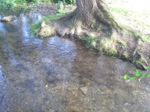 Roots of the weeping willow in the river bed
