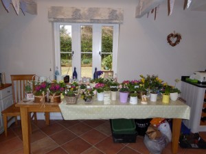 The plants on sale indoors