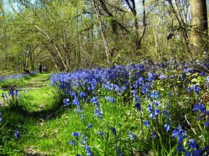 More bluebells