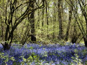 Bluebell woods