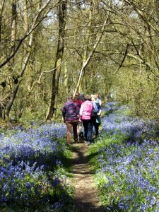 BGs wandering along a woodland path