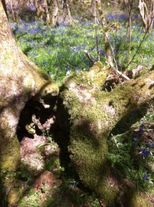 View over an interesting log !!