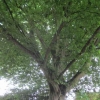 Enormous beech in the library car park