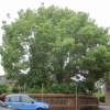 Enormous ash on the corner of Turk Street