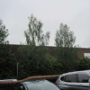 Silver birch alongside the brewery wall