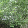 Sycamore in Ashdell Road