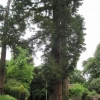 Giant Sequoia Wellingtonian trees in Ashdell Road