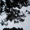 Looking up through the Sequoias at their feathery foliage