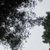 Looking up through the Sequoias at their feathery foliage