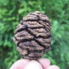 The fircone of the Sequoia