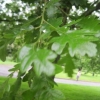 Beside Kings Pond - a ?? oak