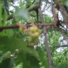 Close-up of a new oak apple - a bit blurred