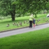 Feeding the ducks at Kings Pond