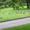Feeding the ducks at Kings Pond