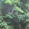 Horsechestnut tree at Kings Pond