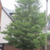 The Blind Pear tree by the library
