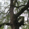 The giant Weeping Willow beside the River Wey in the library car park