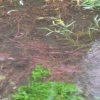 The roots of the giant Weeping Willow beside the River Wey in the library car park