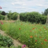 Wild flowers