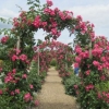The arched rose-arboured walk