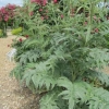 Globe artichoke