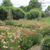 Beautiful Achillea