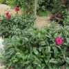 The last of the Peonies