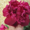 The last of the Peonies