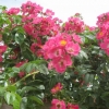 Beautiful roses in the arbour