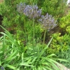 Agapanthus