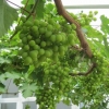 The grapes in the greenhouse
