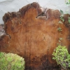 A slice of the magnificent chestnut tree that was blown over in a storm of recent years