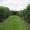 The fan-trained fruit trees