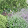 Herbaceous plants