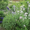 Herbaceous plants