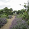 Herbaceous plants